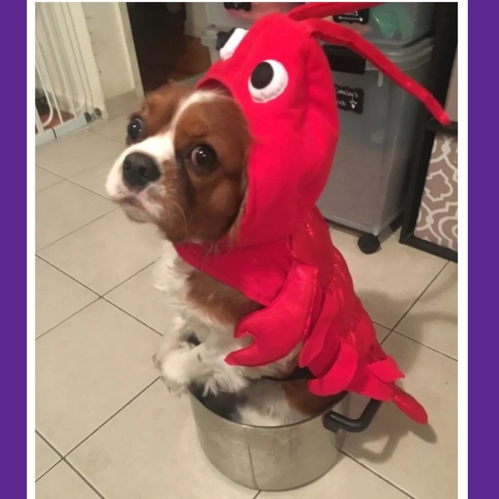 Lobster Pet Costume